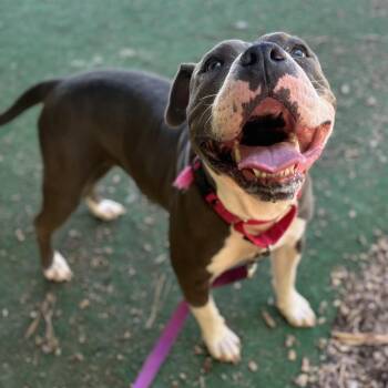 Princess -  Pit Bull Terrier Dog for Adoption - Princess | PetCurious