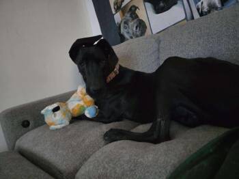 Great Dane Dogs Available for Adoption in Mesa, Arizona - Surprise | PetCurious
