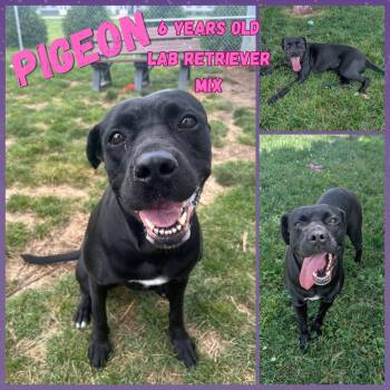 Pigeon -  Black Labrador Retriever Dog for Adoption in Franklin, Indiana - Pigeon | PetCurious