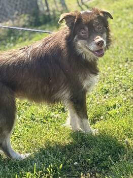 Australian Shepherd Dogs Available for Adoption in Franklin, Kentucky - Ozzy | PetCurious