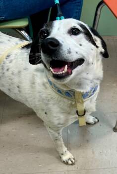 Rescue German Shorthaired Pointer and Mixed Breed Dogs for Adoption in Burnsville, North Carolina - Chloe | PetCurious