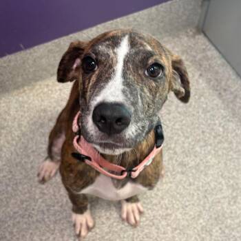 Tarzan -  Pit Bull Terrier and Labrador Retriever Dog for Adoption in Englewood, Florida - Tarzan | PetCurious