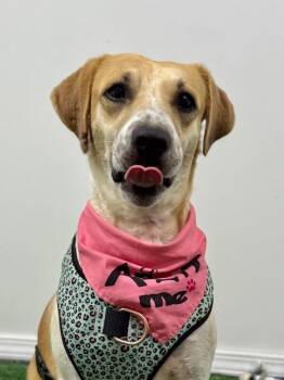 Labrador Retriever and Pointer Dogs Available for Adoption - Sunflower | PetCurious