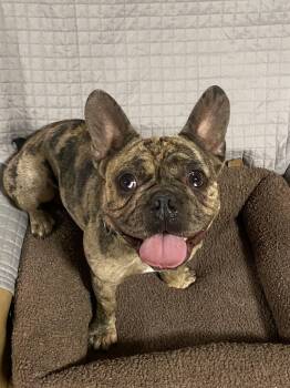 Rescue French Bulldog Dogs for Adoption in Oakland, California - Amore