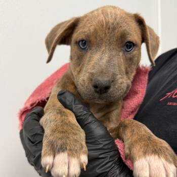 Pit Bull Terrier and Cattle Dog Dogs Available for Adoption in Abilene, Texas - Dulce | PetCurious