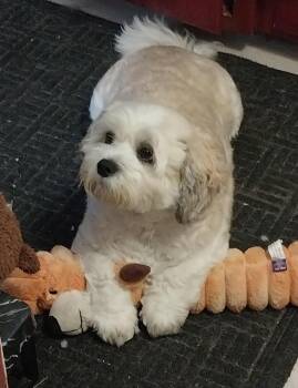 Toby -  Bichon Frise Dog for Adoption in Farmington, Minnesota - Toby | PetCurious