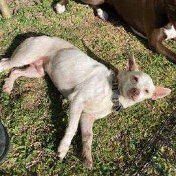 Chico -  Chihuahua Dog for Adoption in Liverpool, Texas - Chico | PetCurious