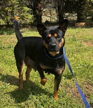 Chow Chow Dogs Available for Adoption - Bonnie | PetCurious
