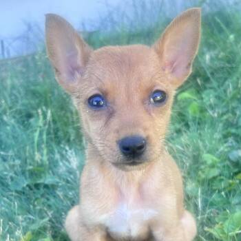 Willow (FTF Only) -  Mixed Breed Dog for Adoption in Laramie, Wyoming - Willow (FTF Only) | PetCurious