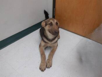 German Shepherd Dog and Mixed Breed Dogs Available for Adoption - TYE | PetCurious