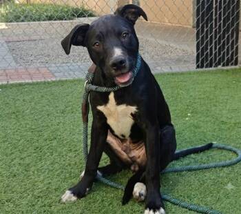 MAC -  Pit Bull Terrier Dog for Adoption in San Jose, California - MAC | PetCurious