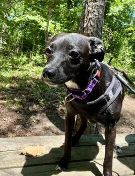 Morticia -  Terrier Dog for Adoption in Annapolis, Maryland - Morticia | PetCurious