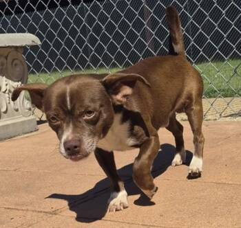 Pennywise -  Dachshund and Mixed Breed Dog for Adoption in Shreveport, Louisiana - Pennywise | PetCurious