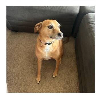 Rescue Beagle Dogs for Adoption in Lawrenceville, Georgia - Soki | PetCurious