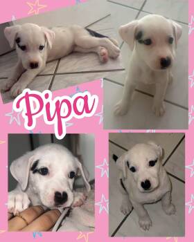 Pipa -  Labrador Retriever and Boxer Dog for Adoption in Ringwood, New Jersey - Pipa | PetCurious