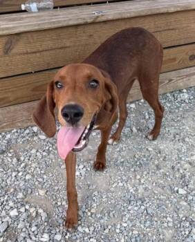Henry -  Redbone Coonhound and Mixed Breed Dog for Adoption in Largo, Florida - Henry | PetCurious