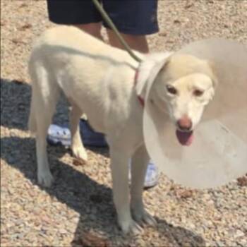 Kiwi -  Husky and Shepherd Dog for Adoption in Thompson Falls, Montana - Kiwi | PetCurious