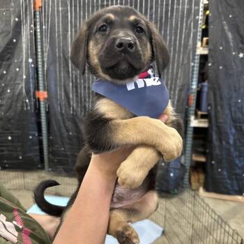 Chesapeake Bay Retriever and German Shepherd Dog Dogs Available for Adoption in Bellingham, Washington - Tide | PetCurious