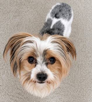 LUKE -  Yorkshire Terrier Dog for Adoption in Palm City, Florida - LUKE | PetCurious