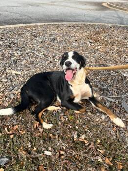 Catahoula Leopard Dog and Mixed Breed Dogs Available for Adoption - Opossum | PetCurious