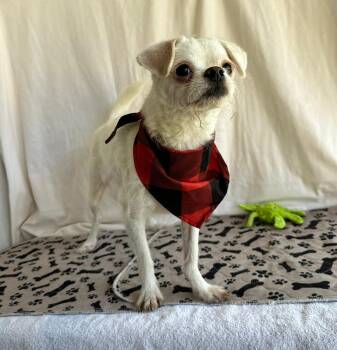 Terrier Dogs Available for Adoption - Charlie | PetCurious