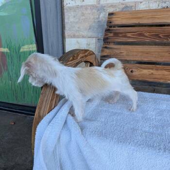 Anna -  Yorkshire Terrier Dog for Adoption in Chico, California - Anna | PetCurious
