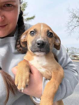 Australian Cattle Dog Blue Heeler Dogs Available for Adoption - Hemingway | PetCurious