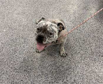 A137214 -  Mixed Breed Dog for Adoption in Palmetto, Florida - A137214 | PetCurious
