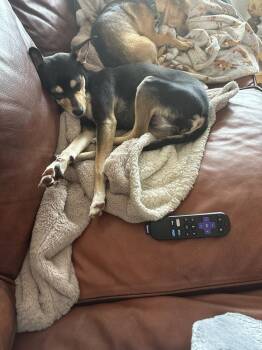 Chihuahua and Miniature Pinscher Dogs Available for Adoption - Betty | PetCurious