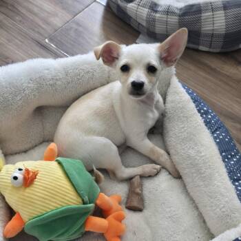 Bolt -  Chihuahua Dog Available for Adoption in Hermiston, Oregon - Bolt | PetCurious