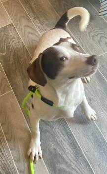 Dachshund Dogs Available for Adoption in Nashville, Georgia - Frankie | PetCurious