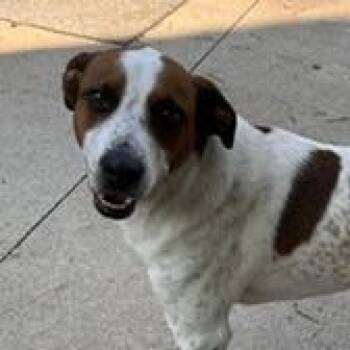 Chester -  Hound Dog for Adoption in Monticello, Minnesota - Chester | PetCurious