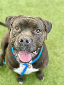 Pit Bull Terrier Dogs Available for Adoption - PRINCESS PEACH | PetCurious