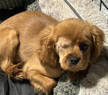 Cavalier King Charles Spaniel Dogs Available for Adoption - SORRY NO MORE APPS BEING ACCEPTED Lovie  | PetCurious