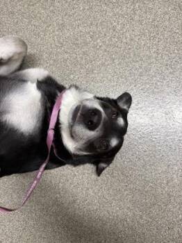 Juliana -  German Shepherd Dog and Mixed Breed Dog for Adoption in Pequot Lakes, Minnesota - Juliana | PetCurious