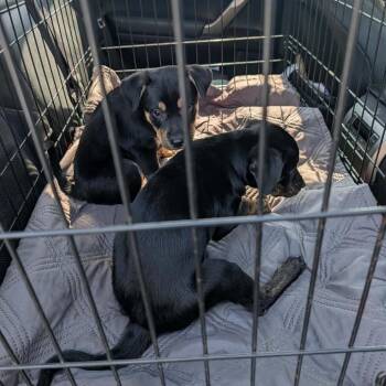 Boone -  Black Labrador Retriever and Mixed Breed Dog for Adoption in Clarksville, Tennessee - Boone | PetCurious