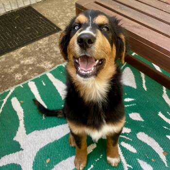 Bernese Mountain Dog and Australian Cattle Dog Blue Heeler Dogs Available for Adoption - Seamus  | PetCurious