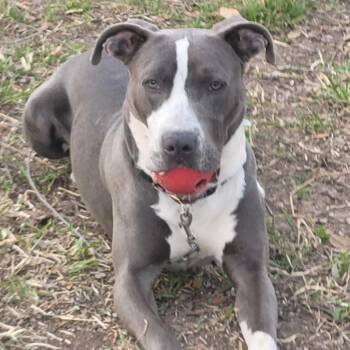Tony -  Pit Bull Terrier and Mixed Breed Dog for Adoption in Houston, Texas - Tony | PetCurious