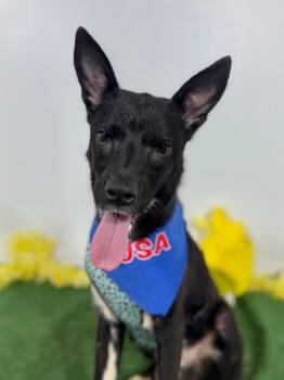Sam-One of our Amazing Rescue Dogs -  Belgian Shepherd Malinois and Australian Kelpie Dog for Adoption in Carlsbad, California - Sam-One Of Our Amazing Rescue Dogs | PetCurious