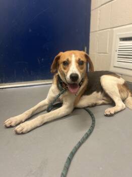 Hound Dogs Available for Adoption in Ashland, Virginia - Tofu | PetCurious