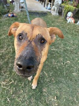 Rescue Labrador Retriever and Cattle Dog Dogs for Adoption in Oklahoma City, Oklahoma - Ruby | PetCurious