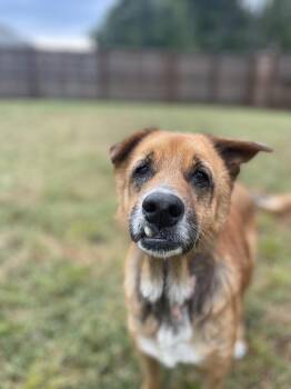 Chow Chow Dogs Available for Adoption in Charleston, South Carolina - Tina | PetCurious