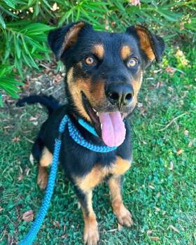 DEAN MARTIN -  German Shepherd Dog and Mixed Breed Dog for Adoption in Sacramento, California - DEAN MARTIN | PetCurious