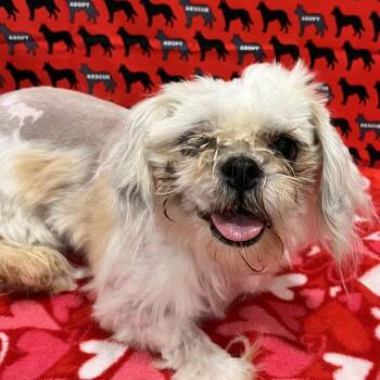 Peggy -  Shih Tzu Dog for Adoption in Washburn, Missouri - Peggy | PetCurious