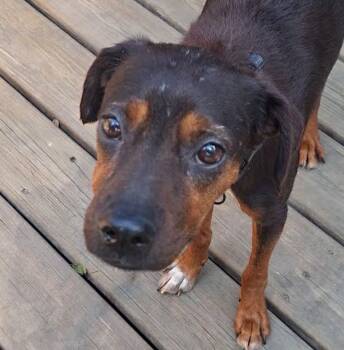 Isabel (AO37359) -  Terrier Dog for Adoption in Kansas City, Kansas - Isabel (AO37359) | PetCurious