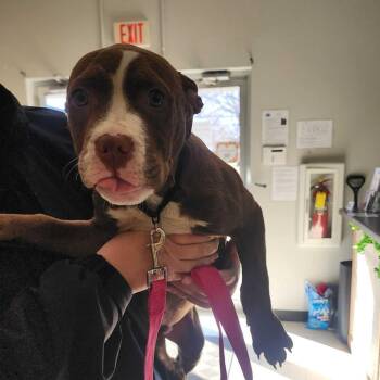 Mixed Breed Dogs Available for Adoption - Composite Toe Heydude