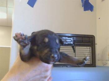 Husky Dogs Available for Adoption - ISSAC | PetCurious