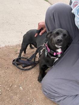 Chihuahua and Mixed Breed Dogs Available for Adoption in Fort Collins, Colorado - Benito | PetCurious