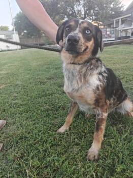 Laney -  Australian Cattle Dog Blue Heeler Dog for Adoption in Cleveland, Texas - Laney | PetCurious