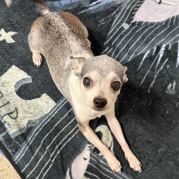 Beans -  Mixed Breed Dog for Adoption in Gloucester, Virginia - Beans | PetCurious